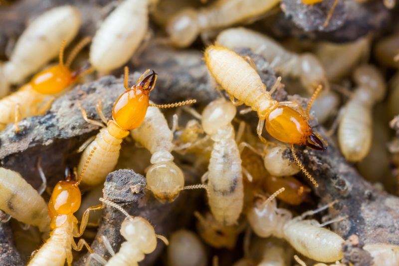Termite Tenting in Woodbridge, VA