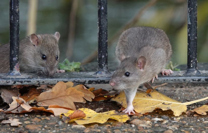 Rat Fumigation