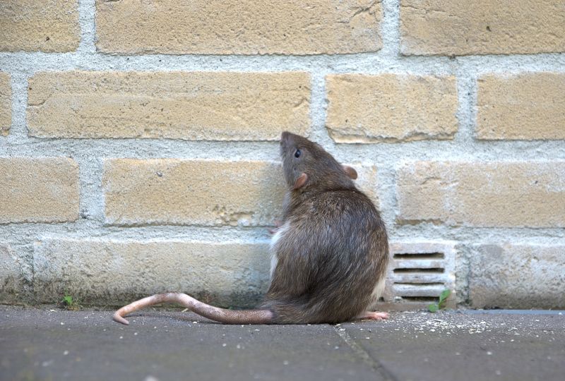 Rat Fumigation