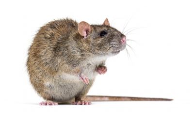 Rat Fumigation
