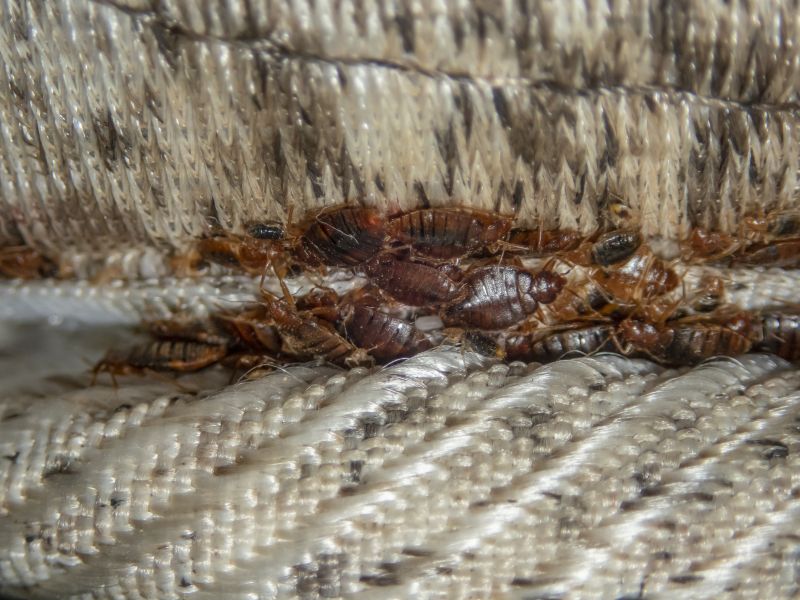 Early Signs Of A Bed Bug Infestation You Shouldn’t Ignore