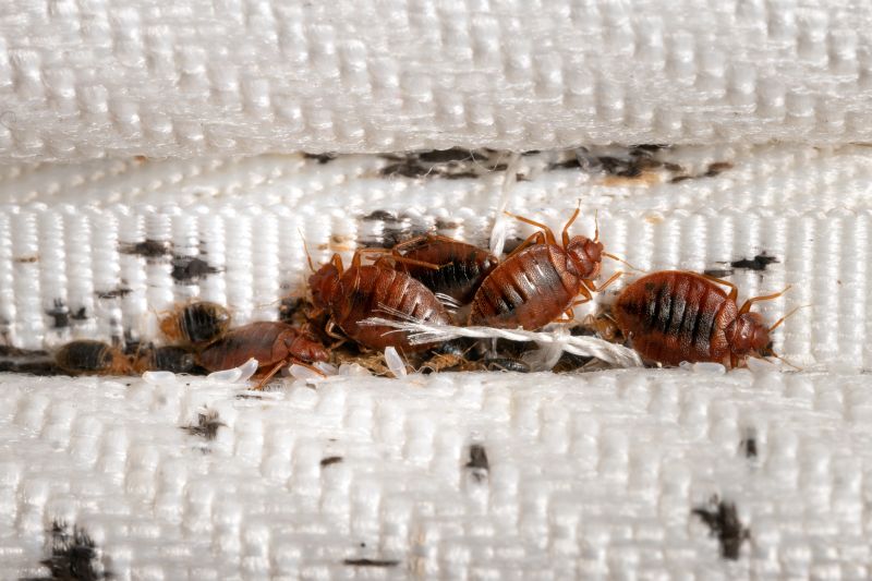Early Signs Of A Bed Bug Infestation You Shouldn’t Ignore