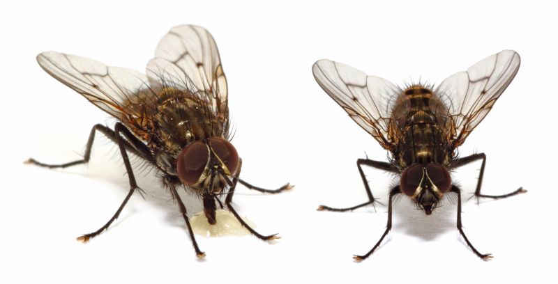 Fly Infestation Extermination in Rockwall, TX