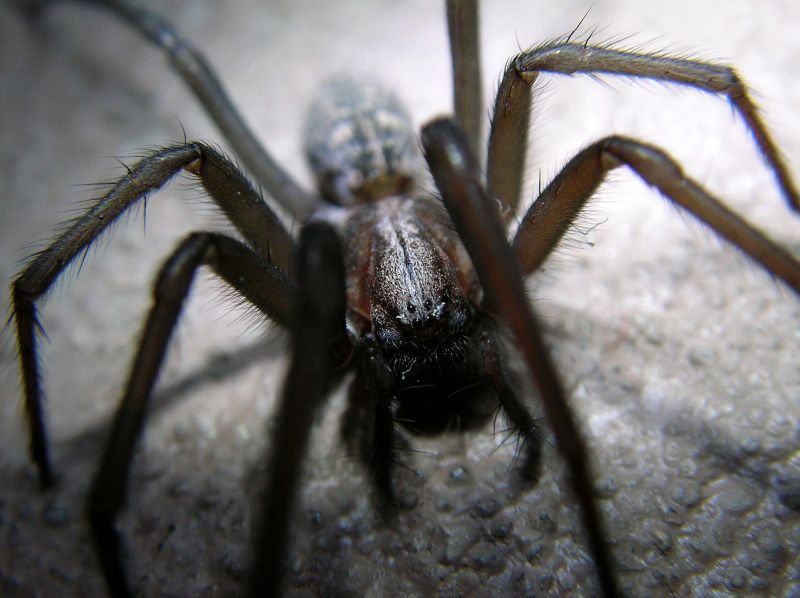 Hobo Spider Extermination in Fort Worth, TX