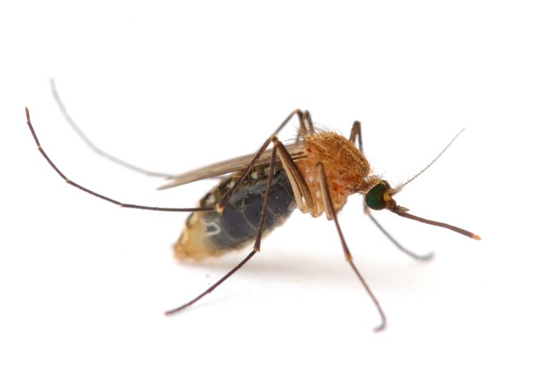 Mosquito Control Service in Fort Worth, TX