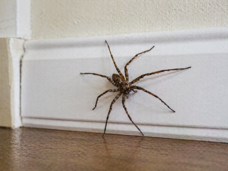 Wolf Spider Removal in Mckinney, TX